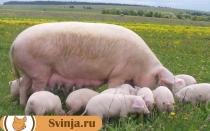 Сколько стоит живая свинья и поросята?